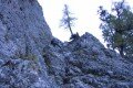 Wildf�hrte